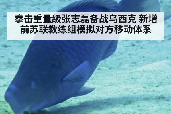 拳击重量级张志磊备战乌西克 新增前苏联教练组模拟对方移动体系